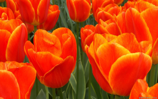 448204 (a): :1440x900